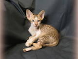 Кошки, котята Ориентальная, цена 8000 Грн., Фото