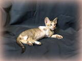 Кошки, котята Ориентальная, цена 8000 Грн., Фото