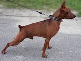 Собаки, щенята Карликовий пінчер, ціна 3500 Грн., Фото