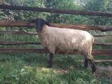 Животноводство,  Сельхоз животные Бараны, овцы, цена 4500 Грн., Фото