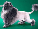 Собаки, щенки Йоркширский терьер, цена 350 Грн., Фото