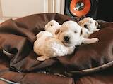 Собаки, щенки Бишон фрисе, цена 21500 Грн., Фото
