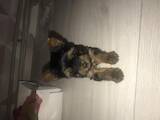 Собаки, щенята Йоркширський тер'єр, ціна 6000 Грн., Фото