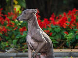 Собаки, щенята Левретка, ціна 1000 Грн., Фото