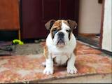 Собаки, щенята Англійський бульдог, ціна 4500 Грн., Фото