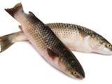 Продовольство Риба і рибопродукти, ціна 22 Грн./кг., Фото