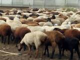 Животноводство,  Сельхоз животные Бараны, овцы, Фото