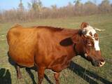 Животноводство,  Сельхоз животные Крупно-рогатый скот, цена 16000 Грн., Фото