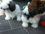 Собаки, щенята Ши-тцу, ціна 3500 Грн., Фото