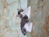 Кошки, котята Курильский бобтейл, цена 6500 Грн., Фото