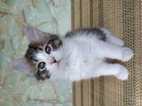 Кошки, котята Курильский бобтейл, цена 6500 Грн., Фото