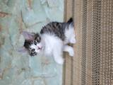 Кішки, кошенята Курильський бобтейл, ціна 6500 Грн., Фото