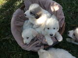 Собаки, щенки Пиренейская горная собака, цена 3000 Грн., Фото