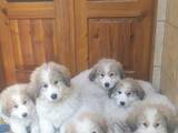 Собаки, щенки Пиренейская горная собака, цена 3000 Грн., Фото