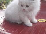 Кошки, котята Турецкая ангора, цена 100 Грн., Фото