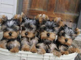 Собаки, щенки Йоркширский терьер, цена 9000 Грн., Фото