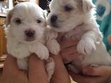 Собаки, щенки Мальтийская болонка, цена 5000 Грн., Фото