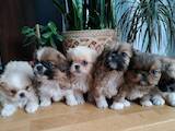 Собаки, щенки Пекинес, цена 2600 Грн., Фото