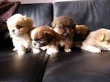 Собаки, щенята Пекінес, ціна 2600 Грн., Фото