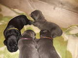 Собаки, щенки Кане Корсо, цена 5500 Грн., Фото
