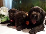Собаки, щенки Лабрадор ретривер, цена 10000 Грн., Фото