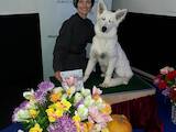 Собаки, щенки Белая Швейцарская овчарка, цена 8000 Грн., Фото
