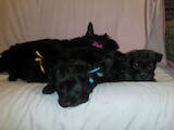 Собаки, щенки Скотчтерьер, цена 5000 Грн., Фото