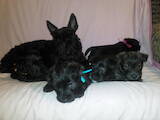 Собаки, щенки Скотчтерьер, цена 5000 Грн., Фото