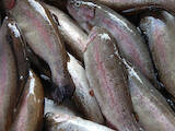 Рыбки, аквариумы Рыбки, цена 135 Грн., Фото