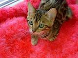 Кішки, кошенята Бенгальськая, ціна 5000 Грн., Фото
