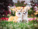 Собаки, щенки Вельш корги пемброк, цена 25000 Грн., Фото