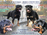 Собаки, щенки Ротвейлер, цена 10000 Грн., Фото