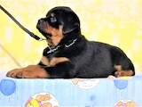 Собаки, щенята Ротвейлер, ціна 10000 Грн., Фото