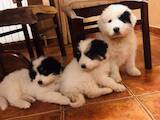 Собаки, щенки Пиренейская горная собака, цена 7000 Грн., Фото