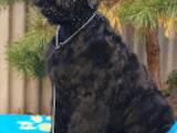 Собаки, щенки Черный терьер, цена 15000 Грн., Фото
