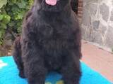 Собаки, щенки Черный терьер, цена 15000 Грн., Фото