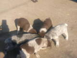 Собаки, щенки Немецкая жесткошерстная легавая, цена 400 Грн., Фото