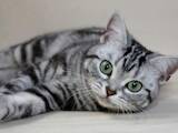 Кошки, котята Американская короткошерстная, цена 3000 Грн., Фото