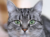 Кішки, кошенята Американська короткошерста, ціна 3000 Грн., Фото