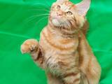 Кошки, котята Мэйн-кун, цена 11000 Грн., Фото