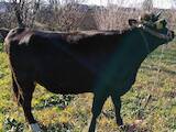 Животноводство,  Сельхоз животные Крупно-рогатый скот, цена 14000 Грн., Фото