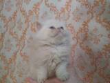 Кошки, котята Персидская, цена 2500 Грн., Фото