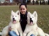 Собаки, щенки Белая Швейцарская овчарка, цена 11000 Грн., Фото
