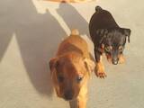 Собаки, щенята Карликовий пінчер, ціна 4000 Грн., Фото