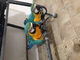 Папуги й птахи Папуги, ціна 15000 Грн., Фото