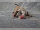 Собаки, щенята Англійський бульдог, ціна 3000 Грн., Фото