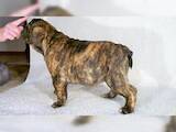Собаки, щенки Английский бульдог, цена 3000 Грн., Фото