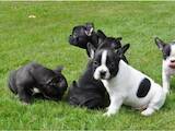 Собаки, щенята Французький бульдог, ціна 5000 Грн., Фото
