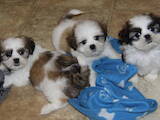 Собаки, щенки Ши-тцу, цена 5000 Грн., Фото