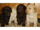 Собаки, щенки Лабрадор ретривер, цена 5000 Грн., Фото